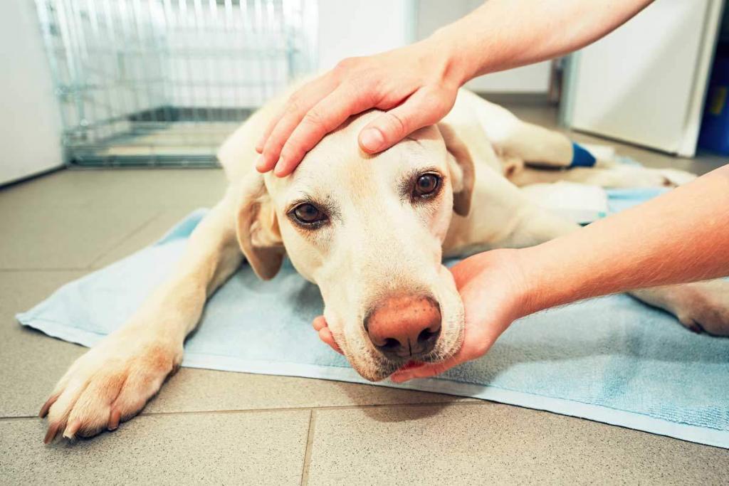 what is hospice care for dogs