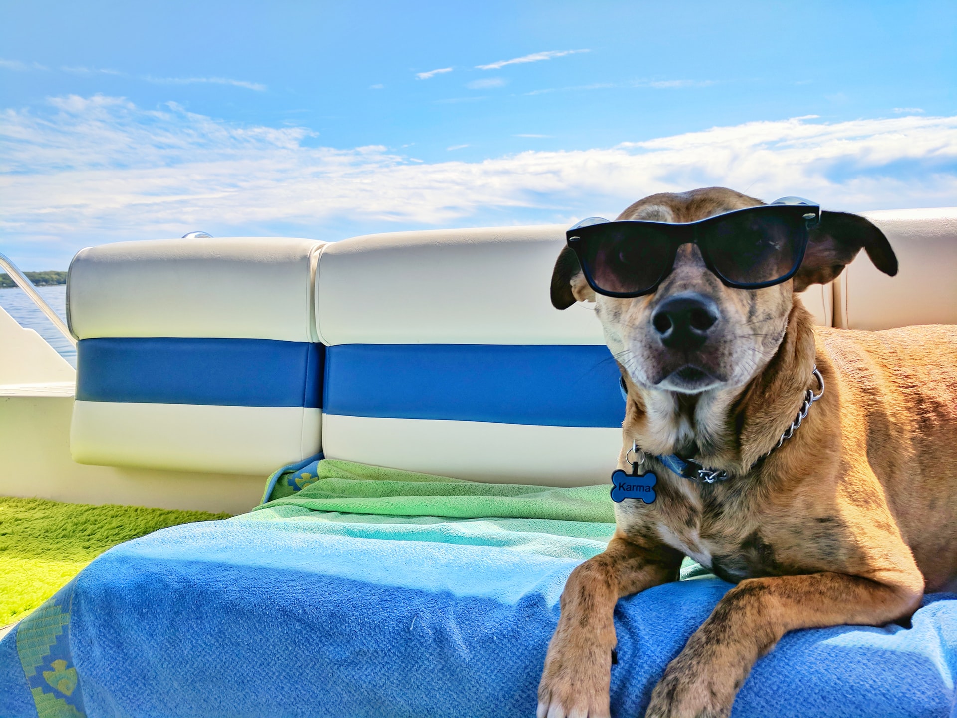 How To Keep Puppy Cool On Hot Day